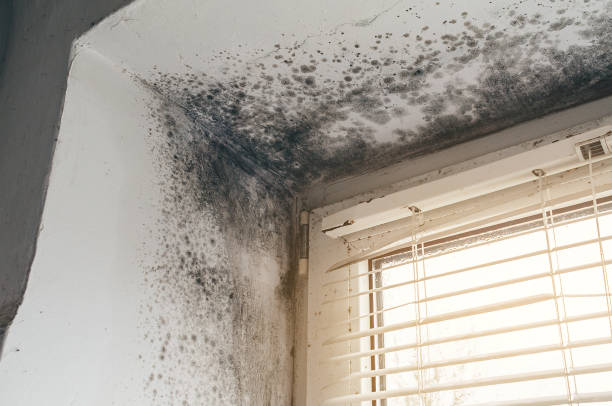 Affordable Mold Removal solutions in Franklin Park, NJ